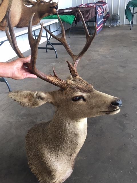 Mule Deer Mount