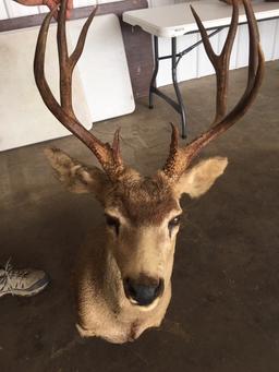 Mule Deer Mount