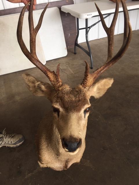 Mule Deer Mount