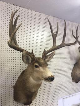 Trophy 5 x 6 Mule deer mount, 29" spread