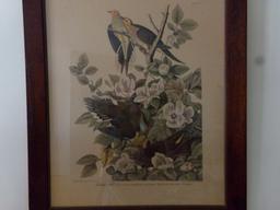 PAIR OF AUDUBON PRINTS 1937 BOAT TAILED GRACKLE AND CAROLINA TURTLE DOVE