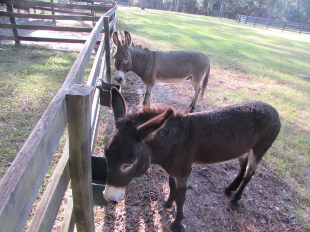 Pair of Jack Donkeys