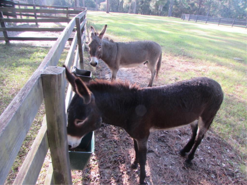 Pair of Jack Donkeys