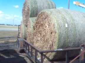 MILO HAY WITH SEED ROUND HAY BALES