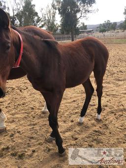 2018 Filly out of Fashion Avenue by Jeranimo