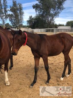 2018 Filly out of Fashion Avenue by Jeranimo