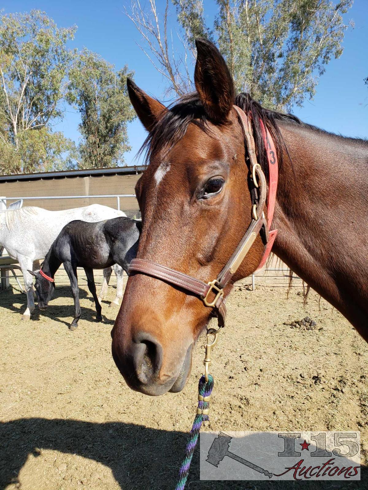 "Me Ha"- 2008 Thoroughbred Mare in Foal to City Wolf 16.1 Hands