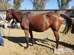 "Me Ha"- 2008 Thoroughbred Mare in Foal to City Wolf 16.1 Hands