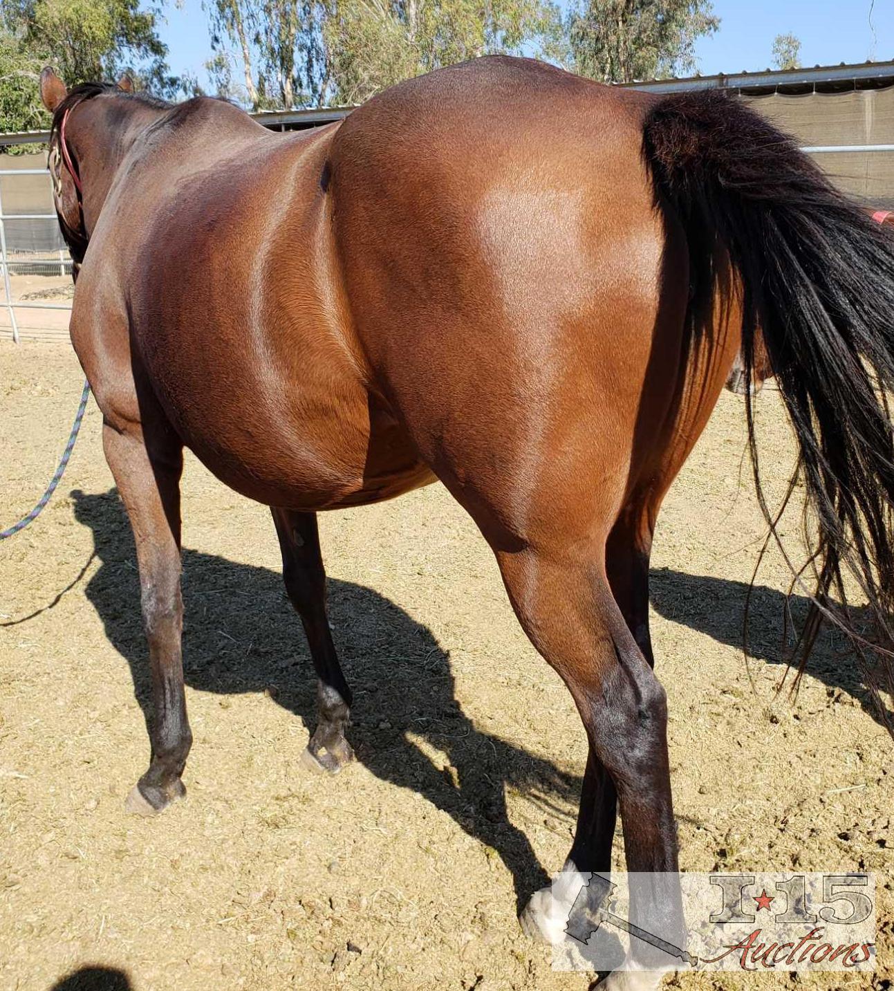 "Me Ha"- 2008 Thoroughbred Mare in Foal to City Wolf 16.1 Hands