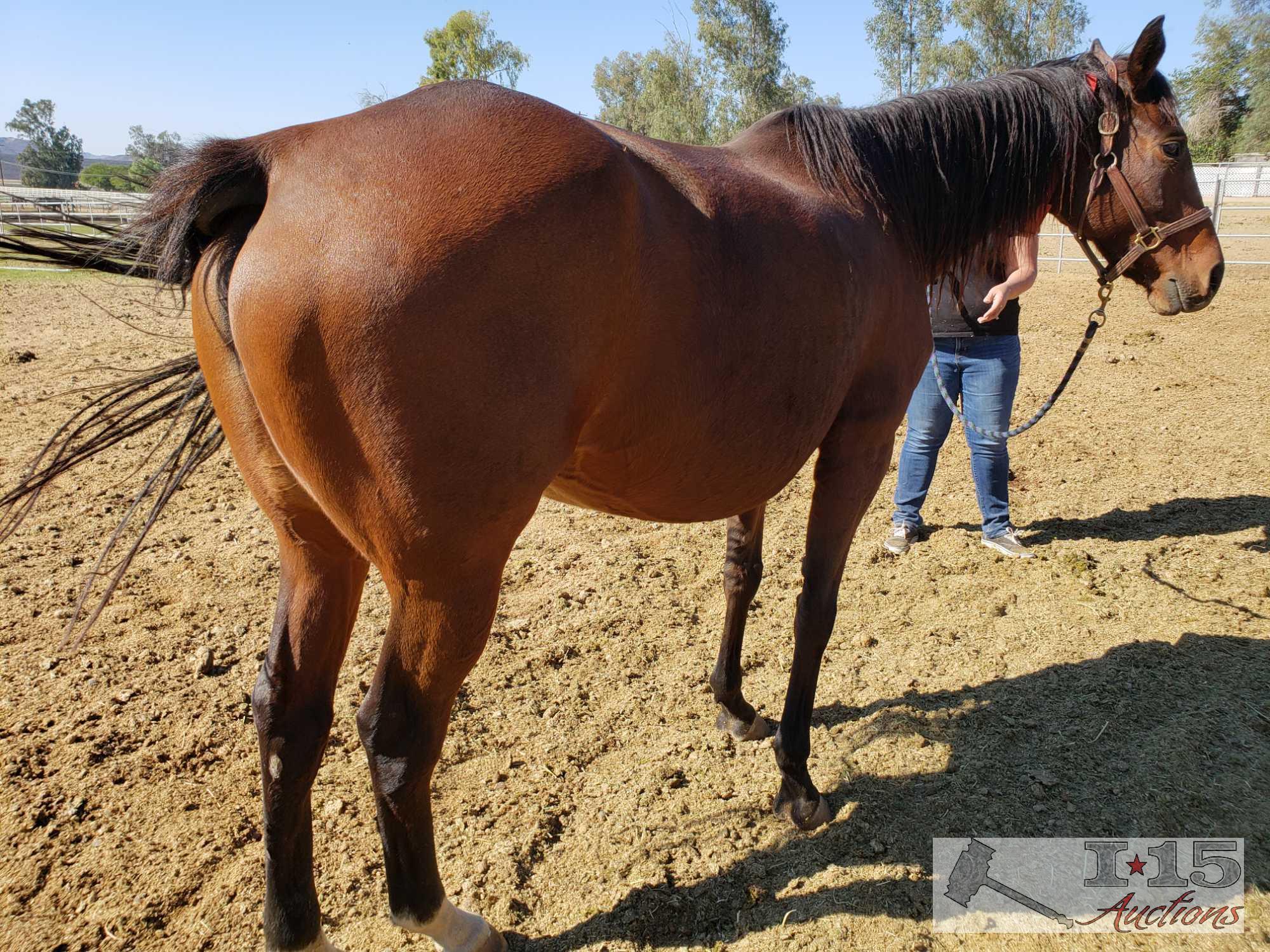 "Me Ha"- 2008 Thoroughbred Mare in Foal to City Wolf 16.1 Hands
