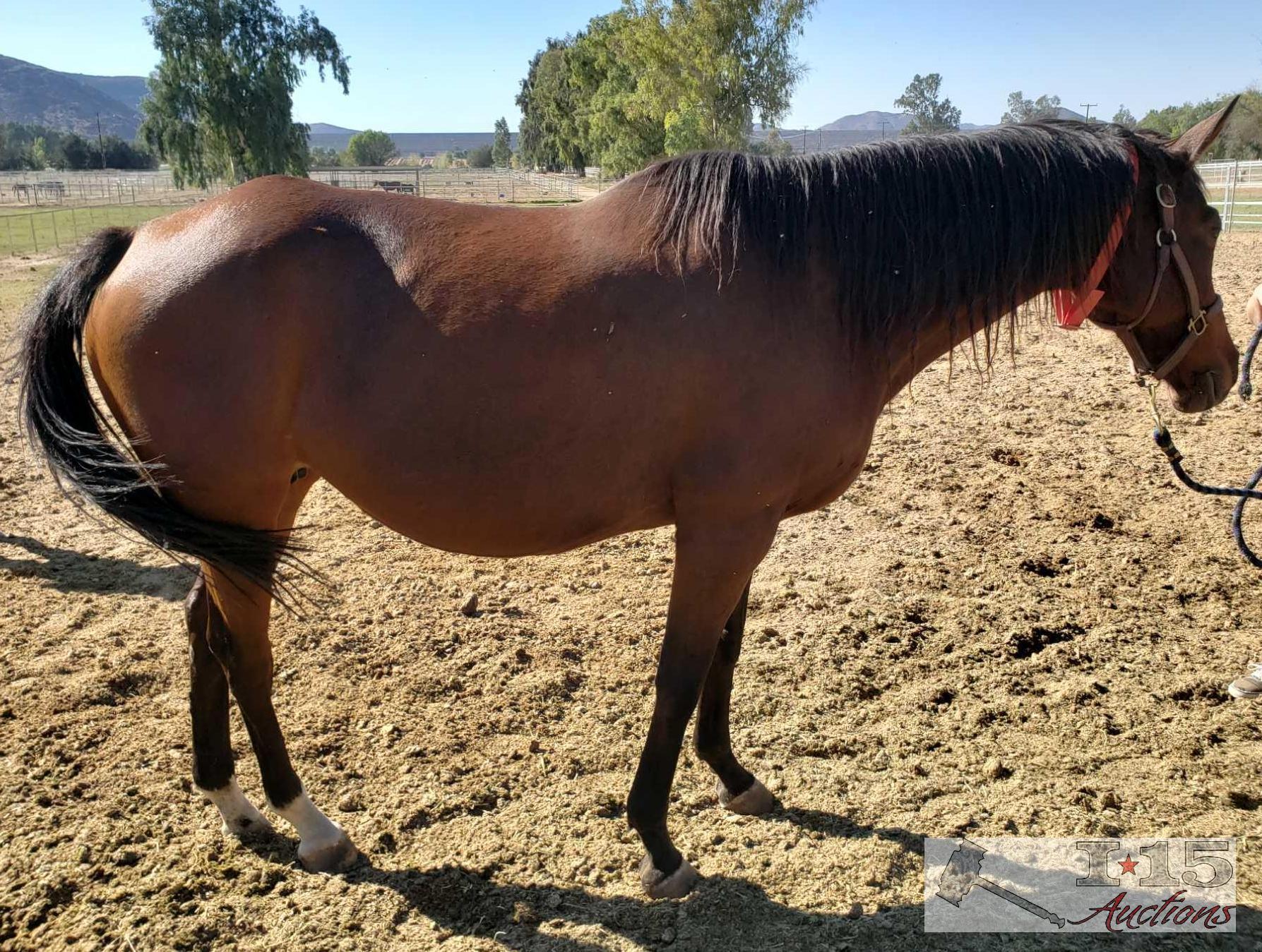 "Me Ha"- 2008 Thoroughbred Mare in Foal to City Wolf 16.1 Hands