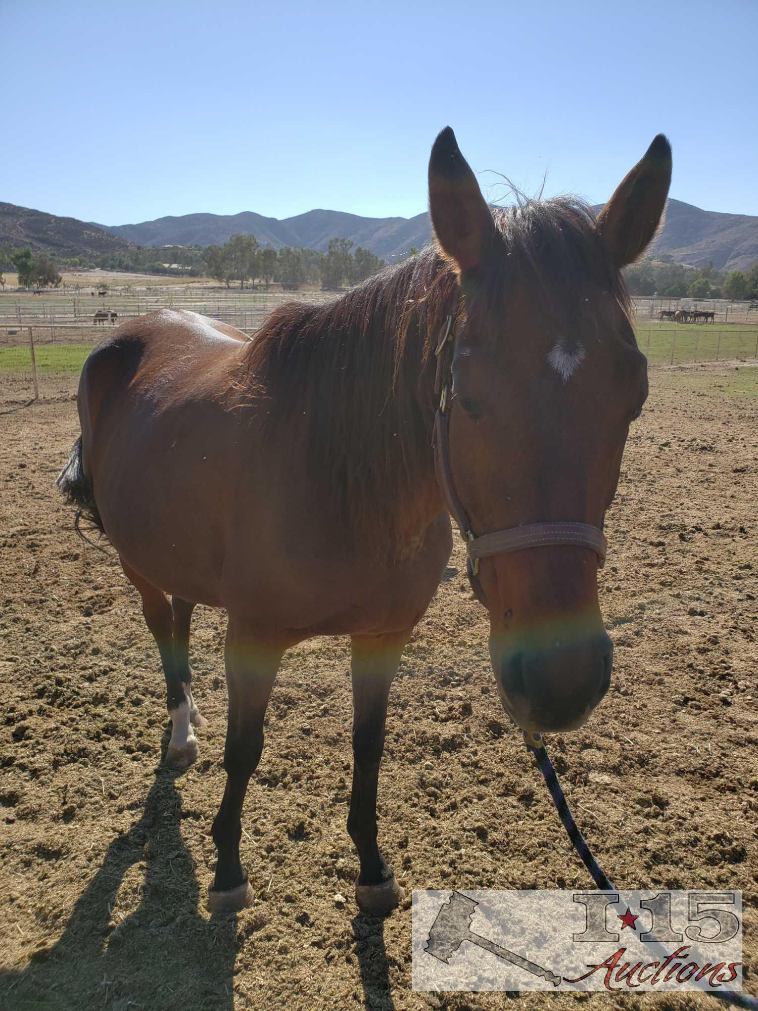 "Me Ha"- 2008 Thoroughbred Mare in Foal to City Wolf 16.1 Hands