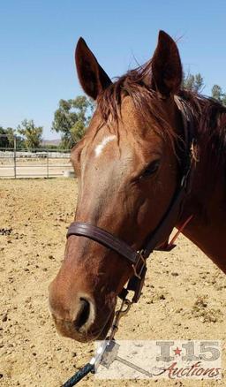 "Twirly Bird" - 2009 Registered Thoroughbred Mare in Foal to City Wolf