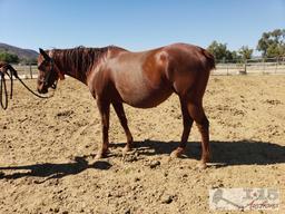 "Twirly Bird" - 2009 Registered Thoroughbred Mare in Foal to City Wolf