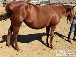 "Twirly Bird" - 2009 Registered Thoroughbred Mare in Foal to City Wolf