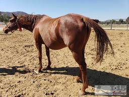 "Twirly Bird" - 2009 Registered Thoroughbred Mare in Foal to City Wolf