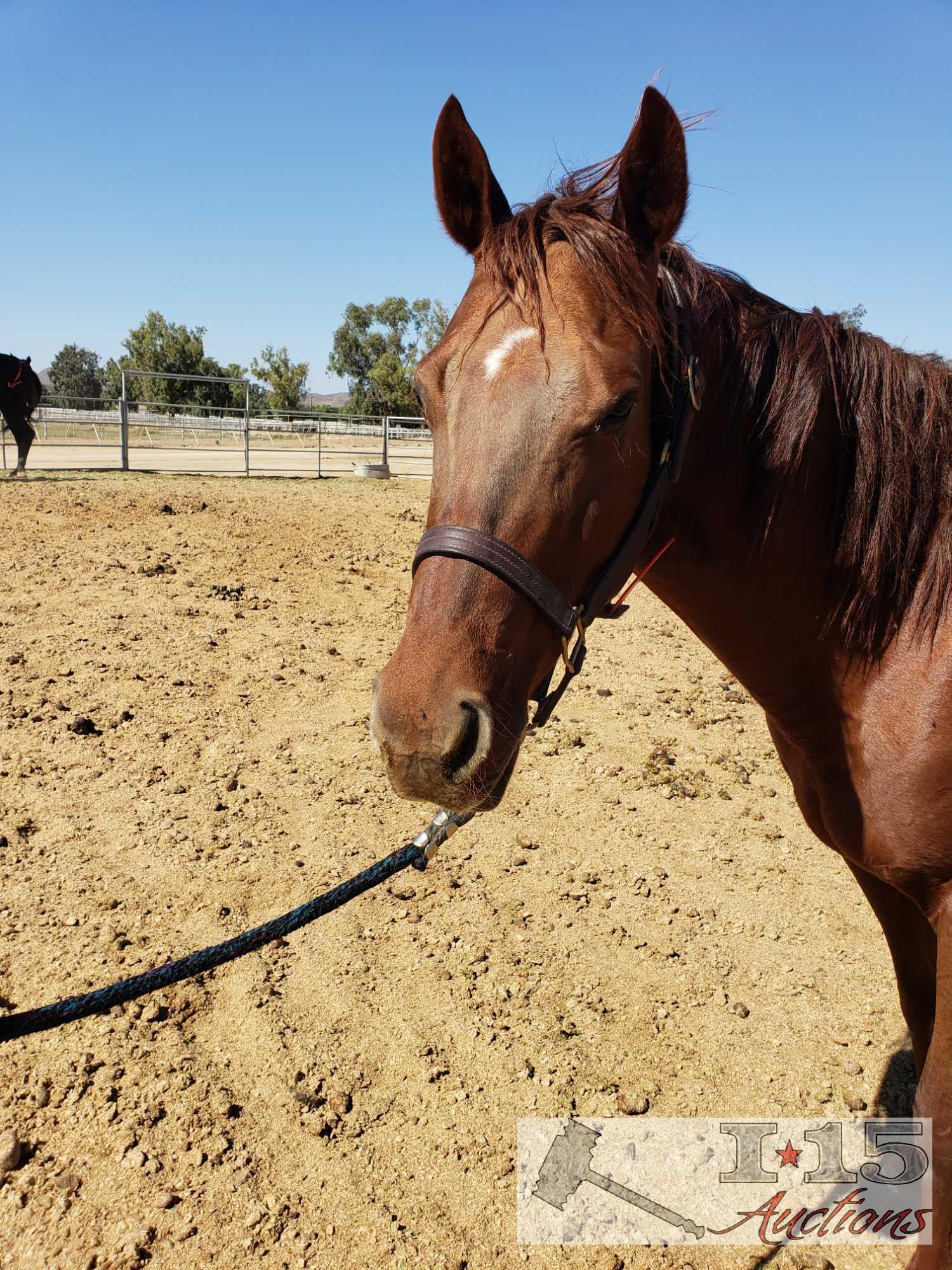 "Twirly Bird" - 2009 Registered Thoroughbred Mare in Foal to City Wolf