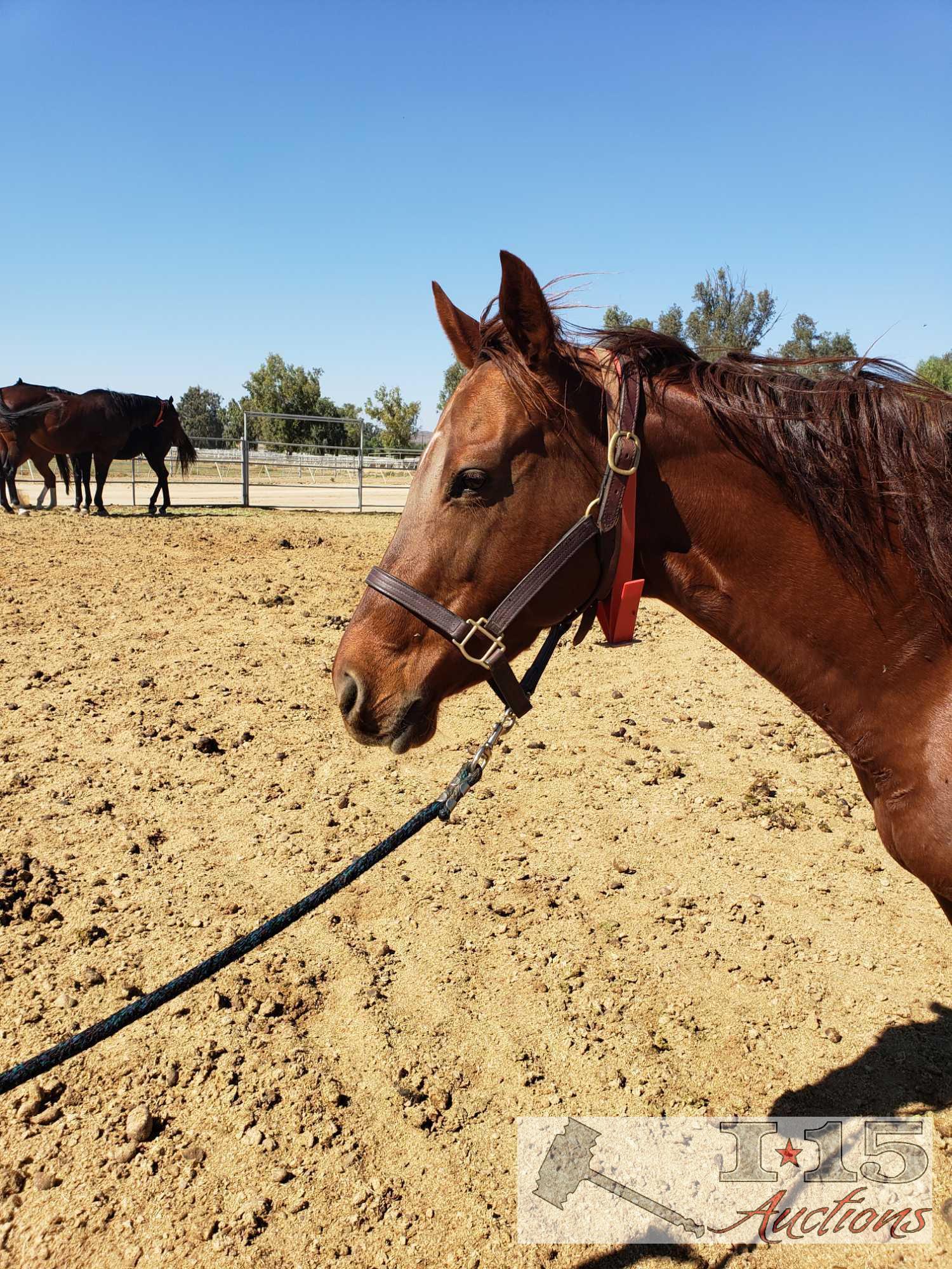 "Twirly Bird" - 2009 Registered Thoroughbred Mare in Foal to City Wolf