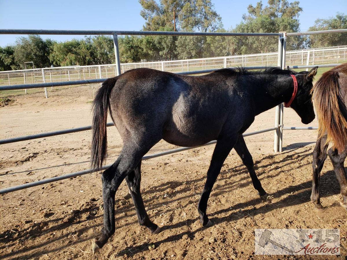 2018 Weanling Filly out of Wekiva Mist by Silver Max