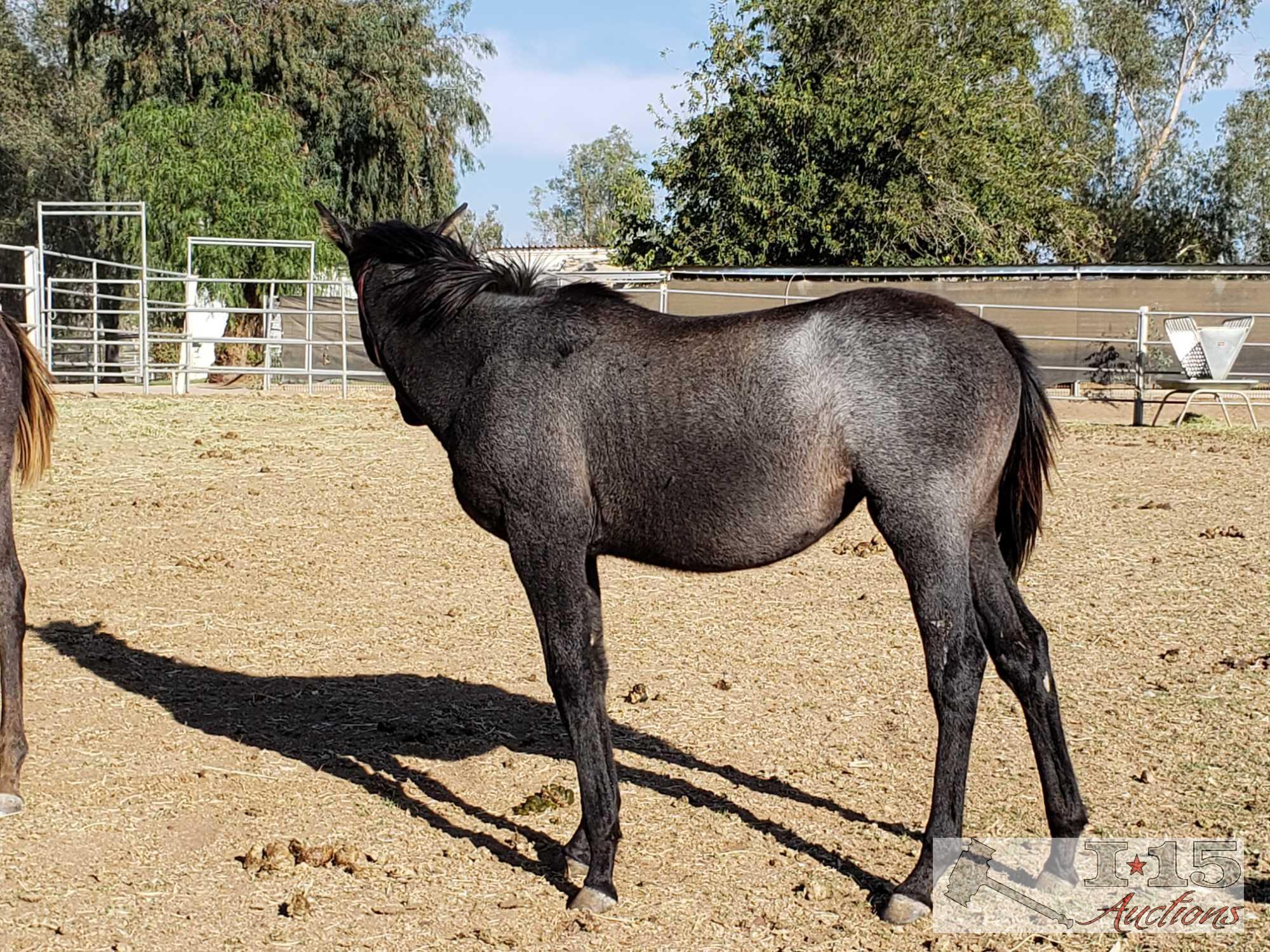 2018 Weanling Filly out of Wekiva Mist by Silver Max