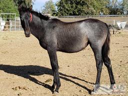 2018 Weanling Filly out of Wekiva Mist by Silver Max