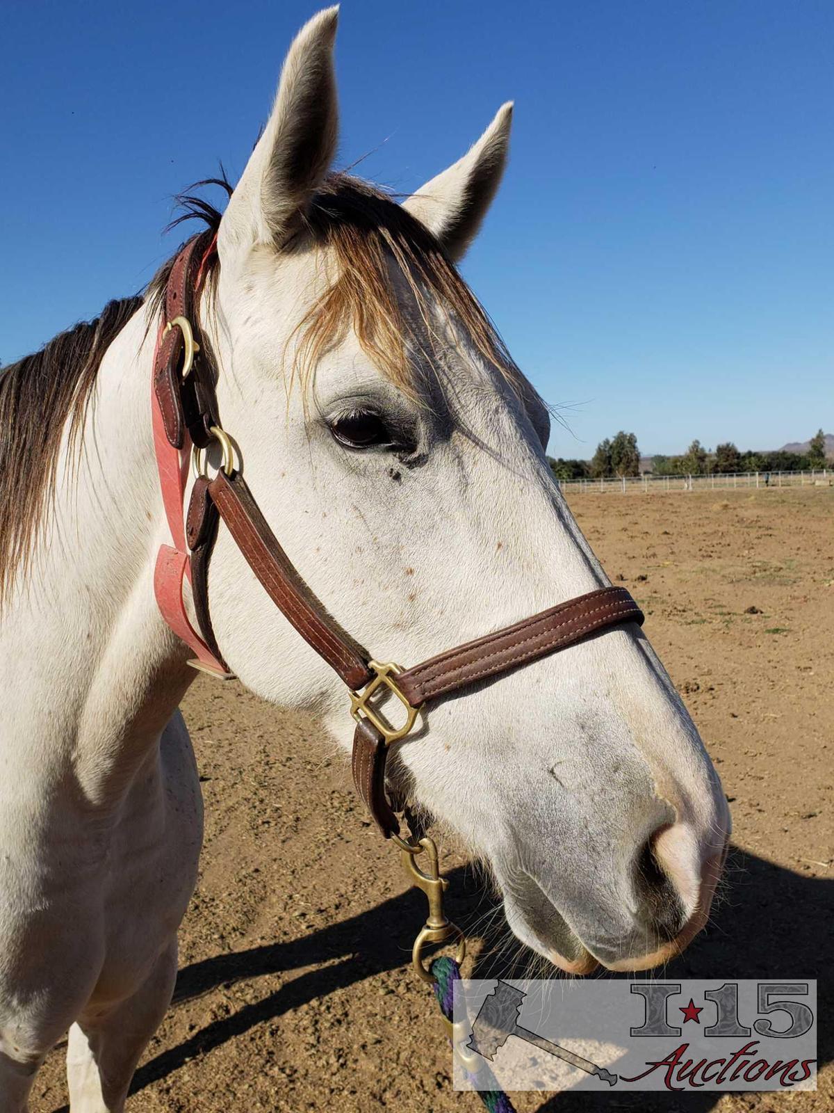 "She's a Lovi Dovi" - 2014 Thoroughbred Mare In Foal to City Wolf 15.2 Hands