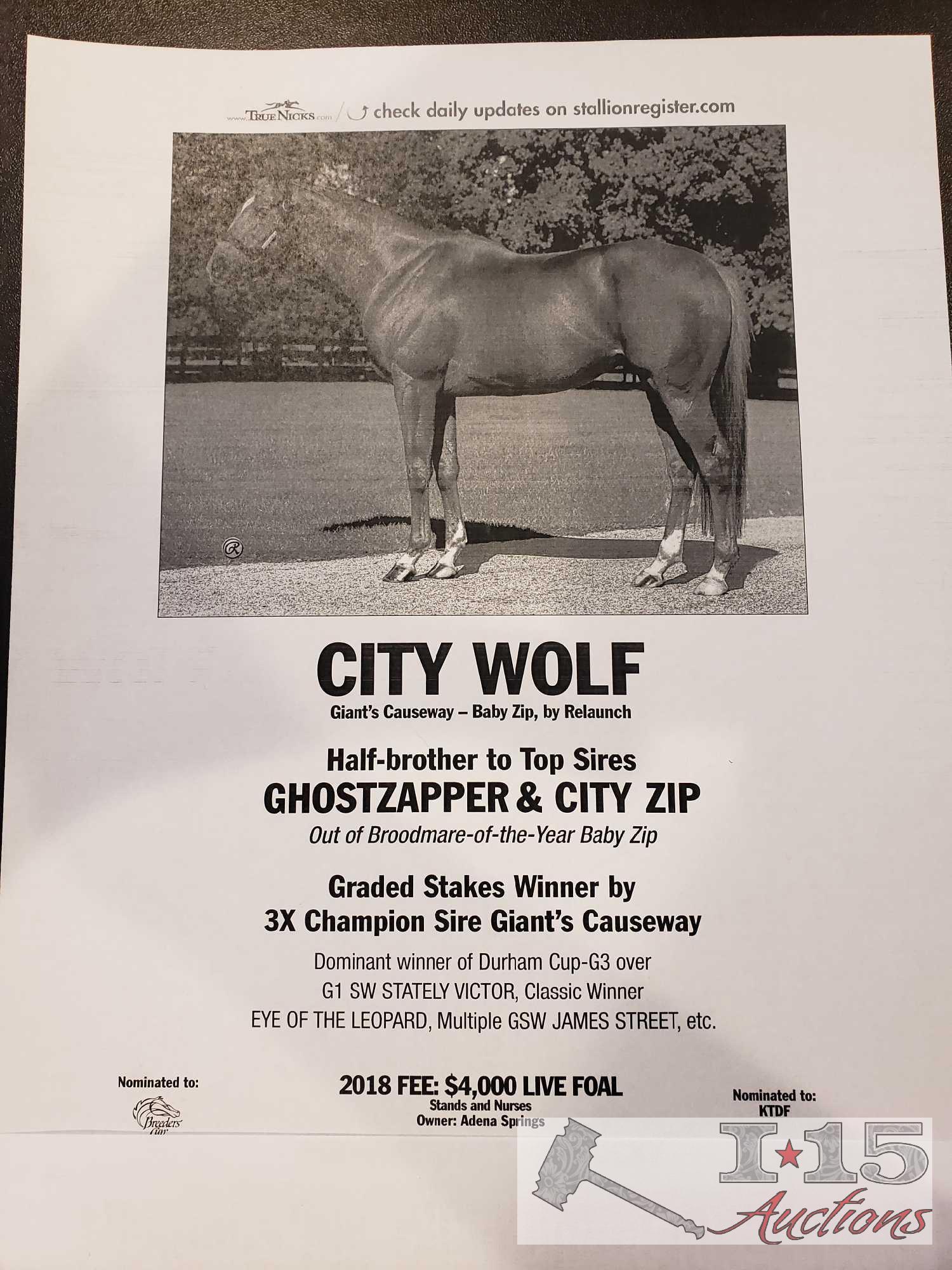 "She's a Lovi Dovi" - 2014 Thoroughbred Mare In Foal to City Wolf 15.2 Hands