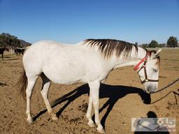 "She's a Lovi Dovi" - 2014 Thoroughbred Mare In Foal to City Wolf 15.2 Hands