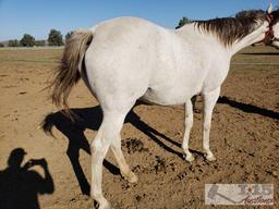"She's a Lovi Dovi" - 2014 Thoroughbred Mare In Foal to City Wolf 15.2 Hands