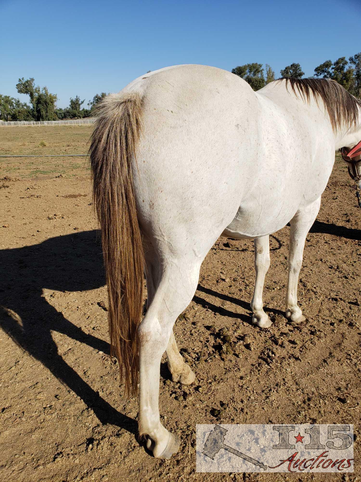 "She's a Lovi Dovi" - 2014 Thoroughbred Mare In Foal to City Wolf 15.2 Hands