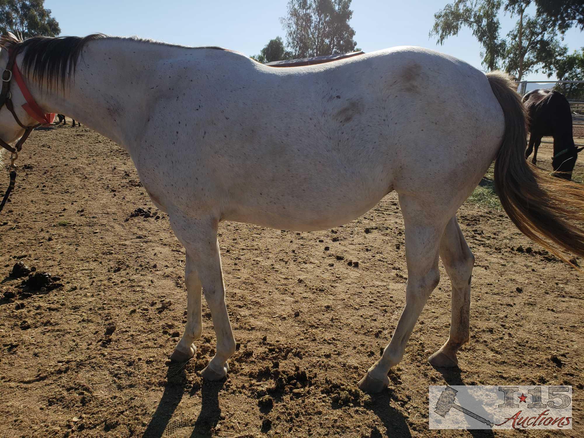 "She's a Lovi Dovi" - 2014 Thoroughbred Mare In Foal to City Wolf 15.2 Hands