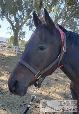 "Return to Flying"- 2003 Thoroughbred Mare in Foal to North Light