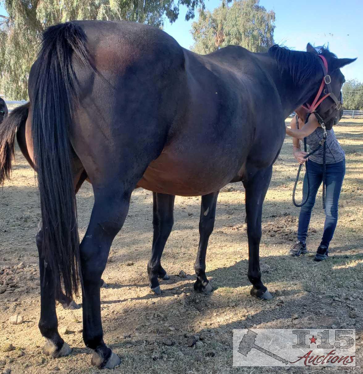 "Return to Flying"- 2003 Thoroughbred Mare in Foal to North Light