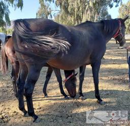 "Return to Flying"- 2003 Thoroughbred Mare in Foal to North Light