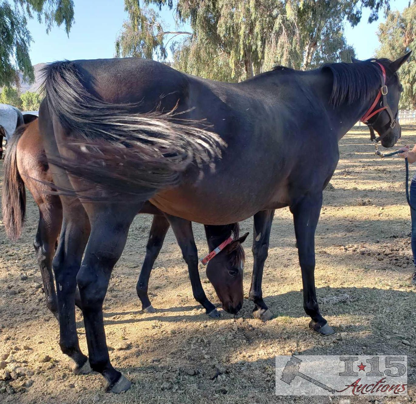 "Return to Flying"- 2003 Thoroughbred Mare in Foal to North Light