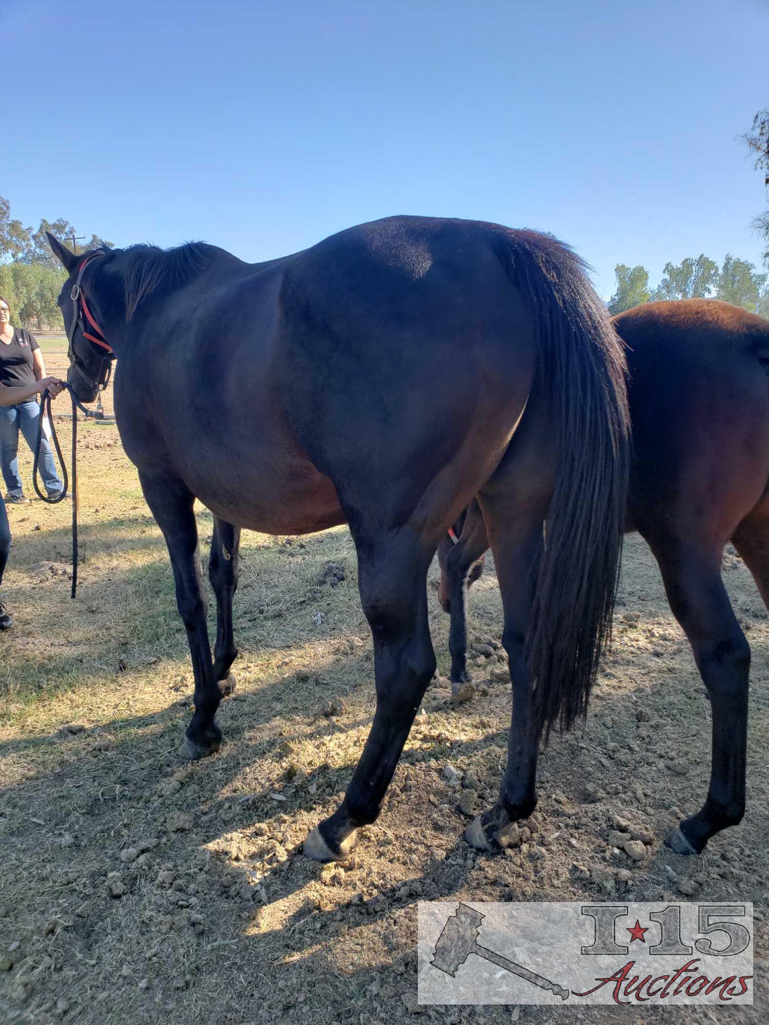 "Return to Flying"- 2003 Thoroughbred Mare in Foal to North Light