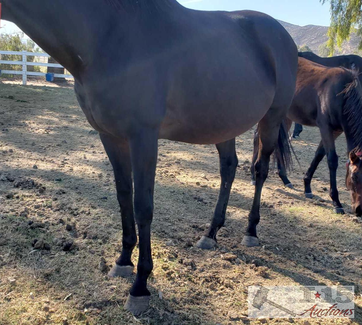 "Return to Flying"- 2003 Thoroughbred Mare in Foal to North Light