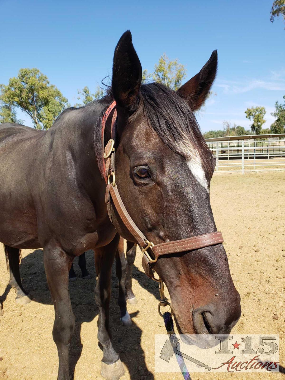 "Fonda Ronda Two"- 2003 Thoroughbred Mare 16.1 Hands