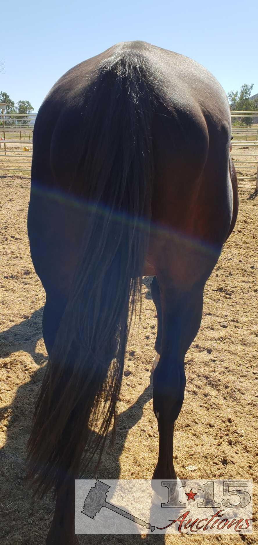 "Fonda Ronda Two"- 2003 Thoroughbred Mare 16.1 Hands