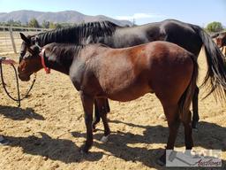 "Fonda Ronda Two"- 2003 Thoroughbred Mare 16.1 Hands