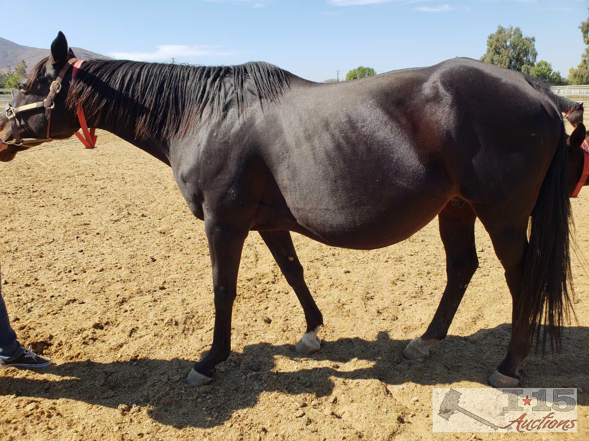 "Fonda Ronda Two"- 2003 Thoroughbred Mare 16.1 Hands