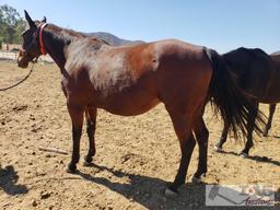 "Marcos Red Rose"- 2006 Registered Thoroughbred Mare in Foal to City Wolf 16 Hands
