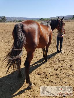 "Marcos Red Rose"- 2006 Registered Thoroughbred Mare in Foal to City Wolf 16 Hands