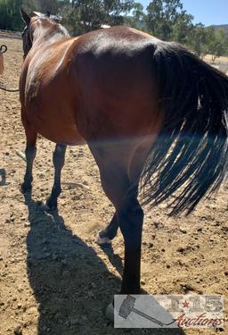 "Marcos Red Rose"- 2006 Registered Thoroughbred Mare in Foal to City Wolf 16 Hands