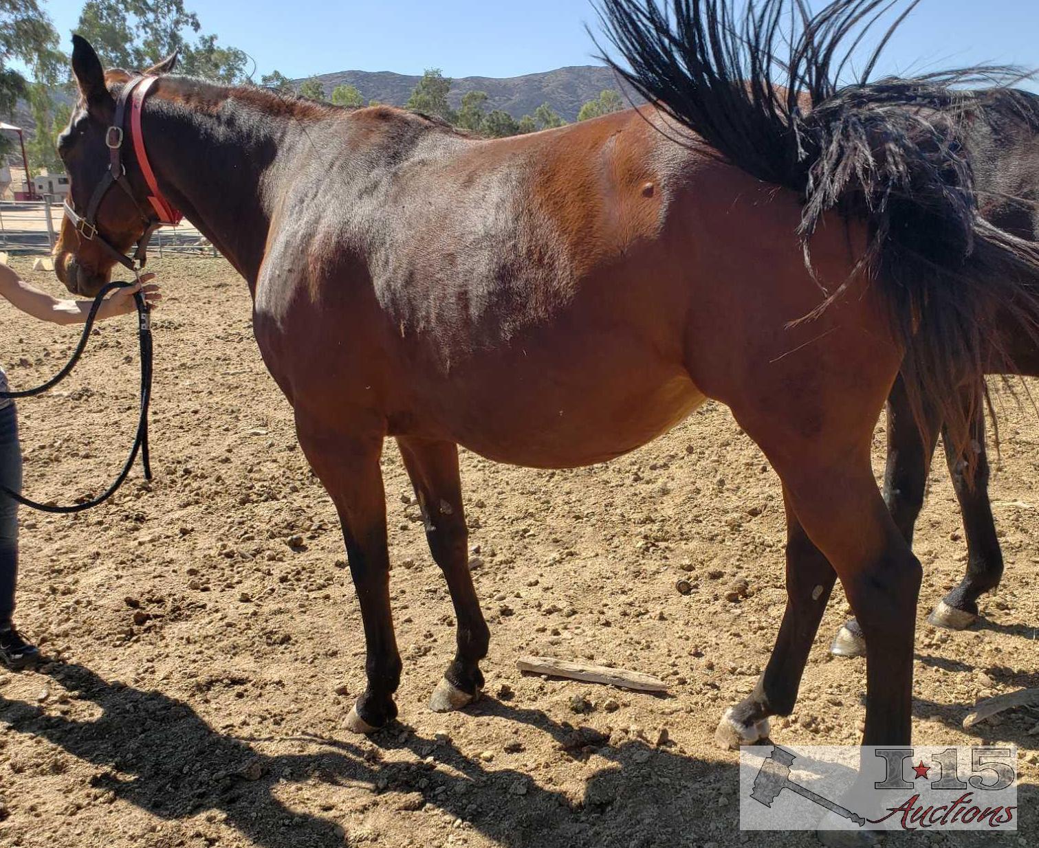 "Marcos Red Rose"- 2006 Registered Thoroughbred Mare in Foal to City Wolf 16 Hands