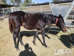 2018 Weanling Colt out of She's Irresistible by Jeranimo