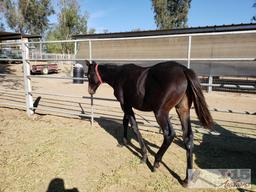 2018 Weanling Colt out of She's Irresistible by Jeranimo