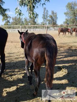 2018 Weanling Colt out of She's Irresistible by Jeranimo