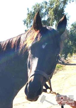 "Shimmering Sky"- 2012 Registered Thoroughbred Mare in Foal to North Light 16 Hands