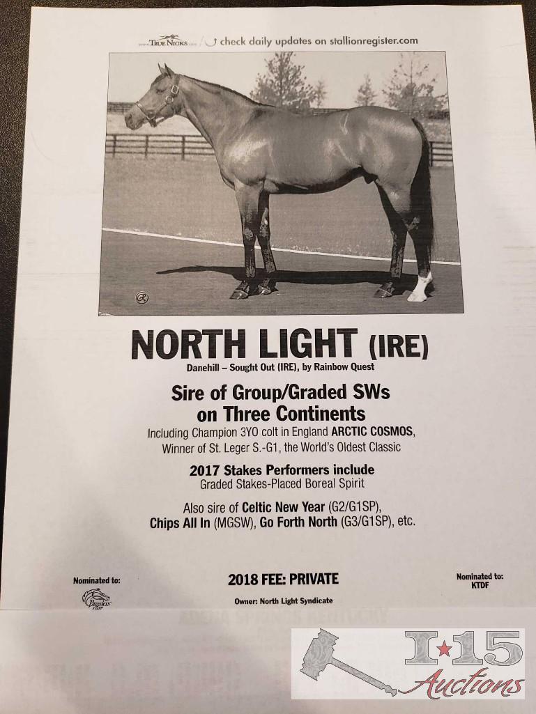 "Shimmering Sky"- 2012 Registered Thoroughbred Mare in Foal to North Light 16 Hands